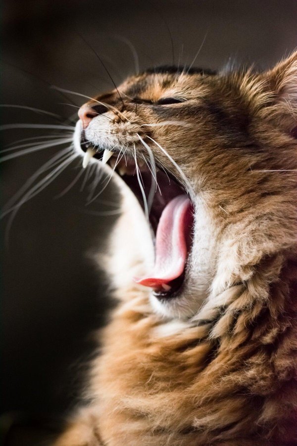 зевающие коты