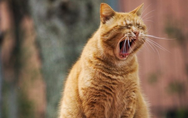 yawning cat