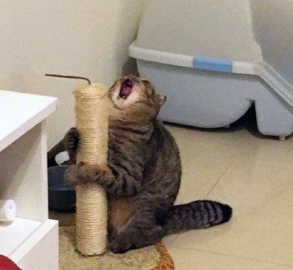 кот кричит когтеточка