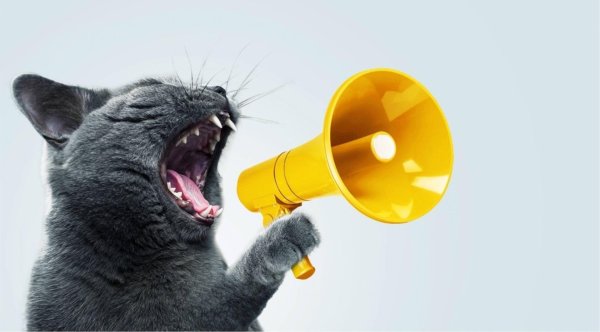 кошка мяукает