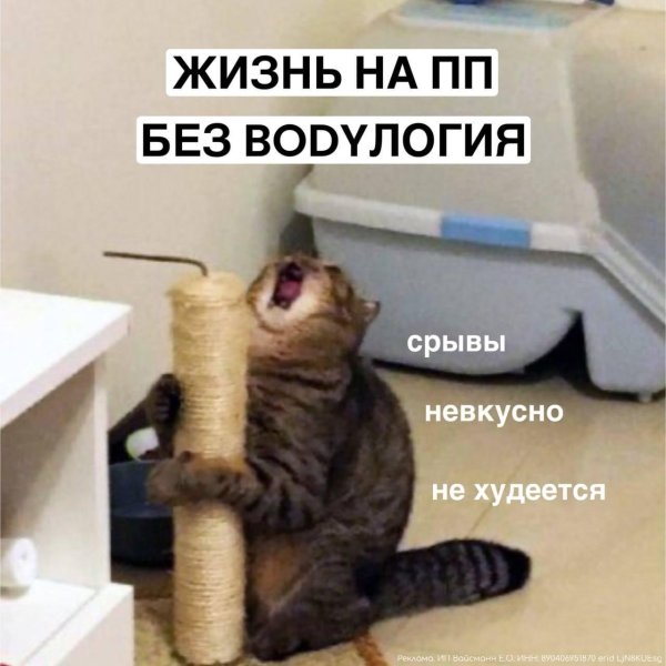 орущие коты