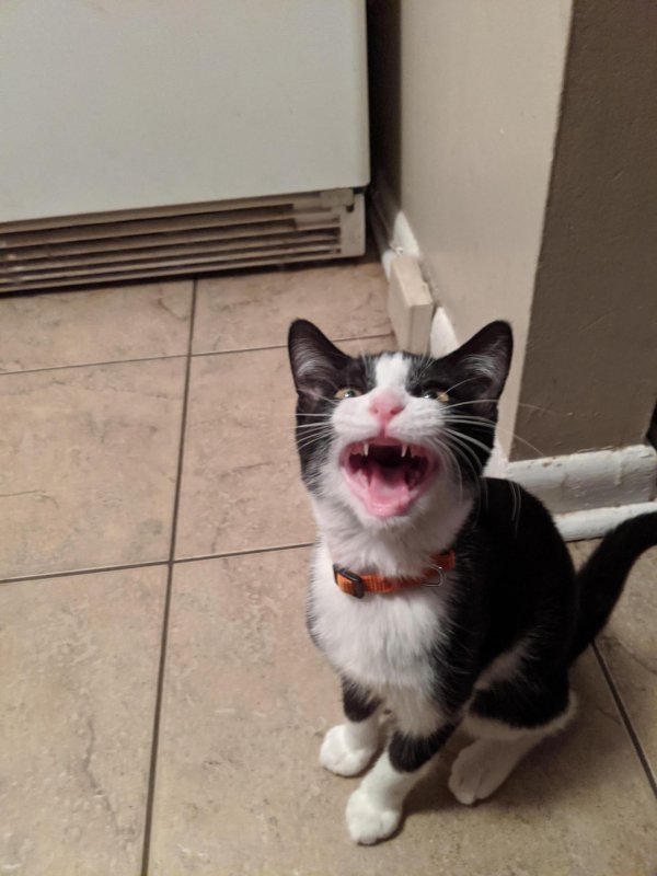 орущие коты