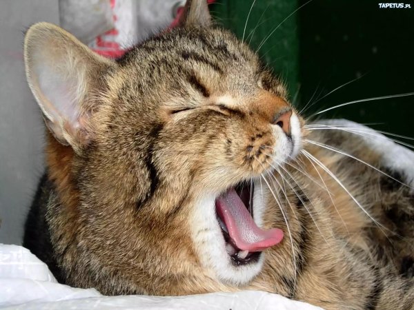 зевающие коты