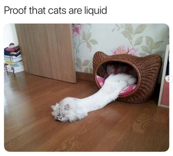 кошачий сон