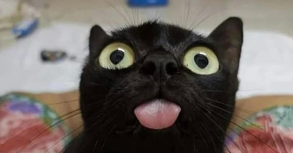 упоротые коты