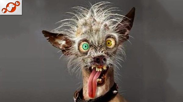 бешеная собака