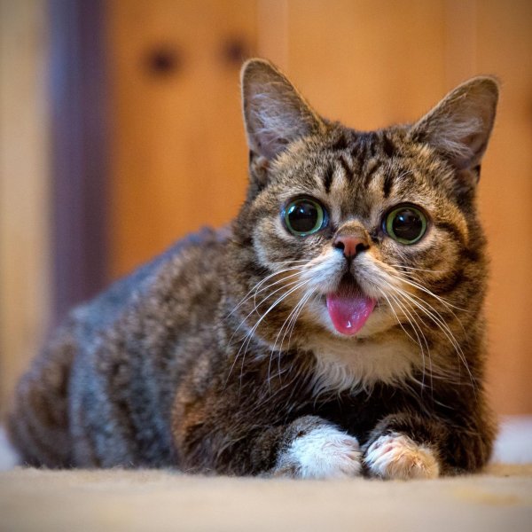 сумасшедший котенок