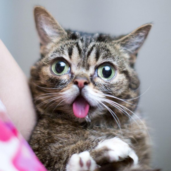 lil bub кошка