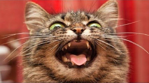 смеющийся кот