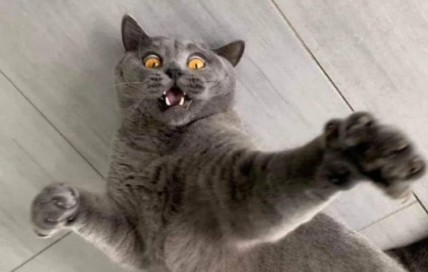 безумный кот