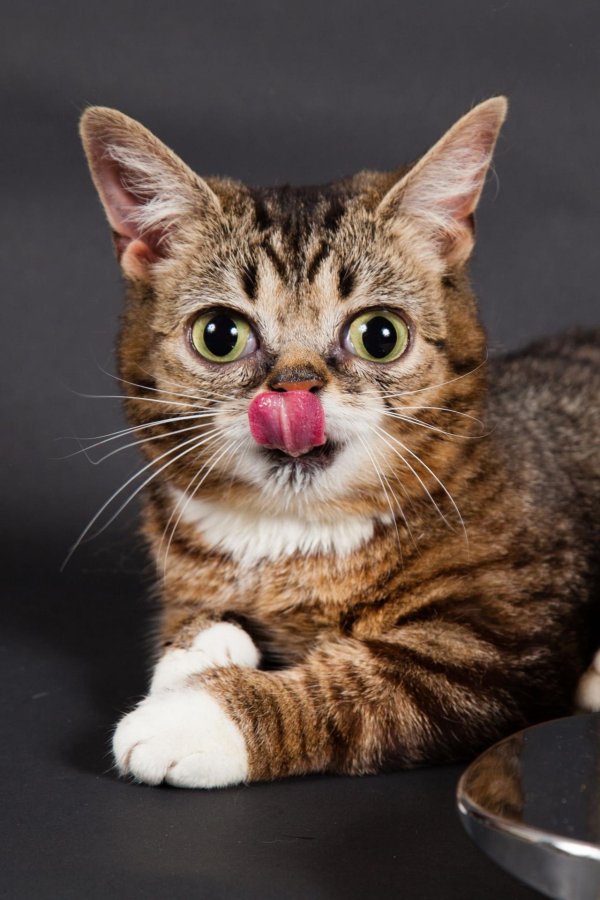 милые котики смешные