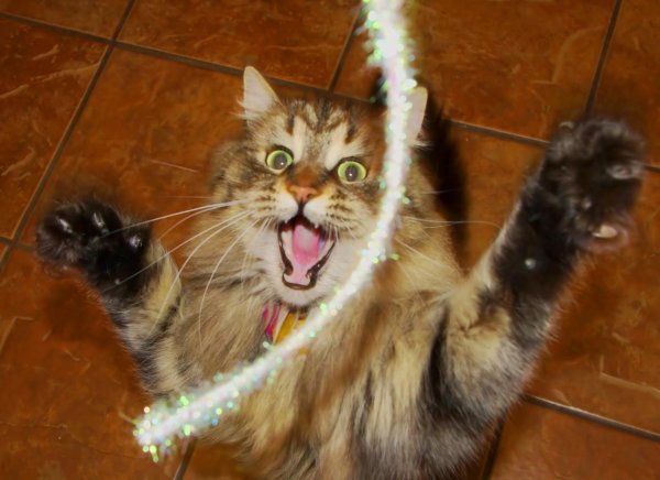 сумасшедшая кошка