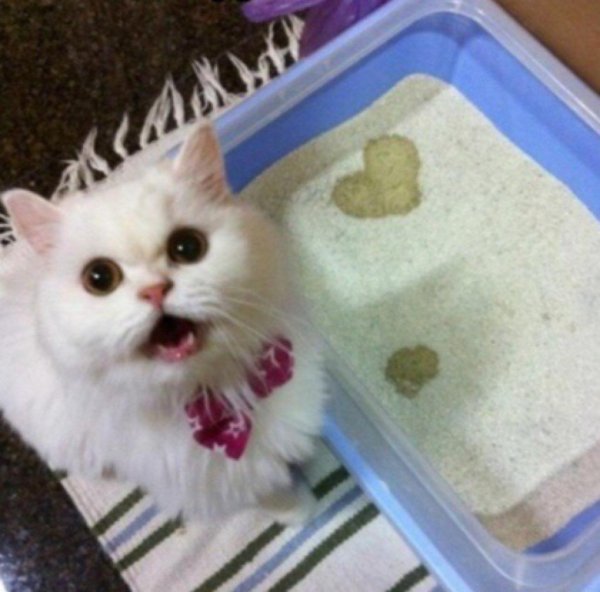 котики милота