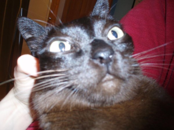 сумасшедшие коты