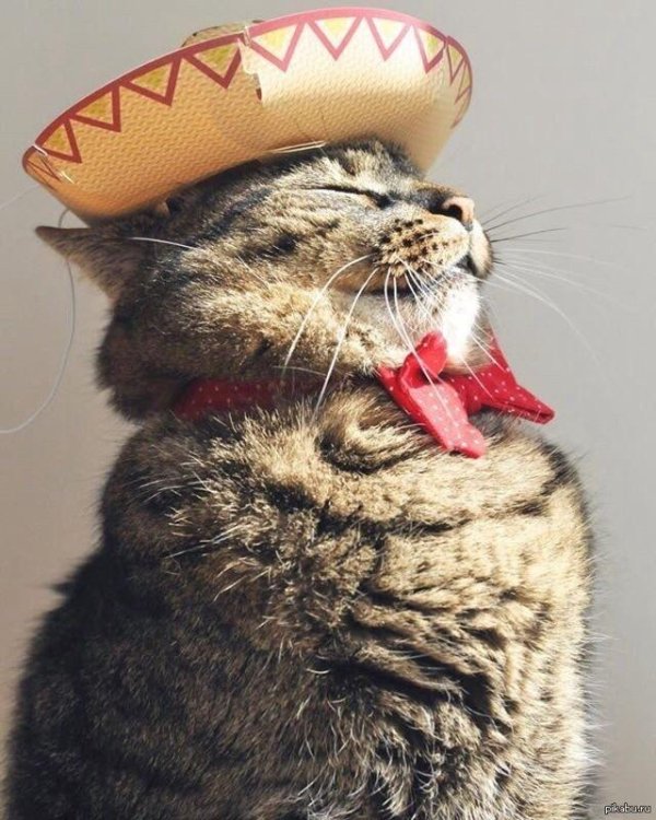 испанский кот