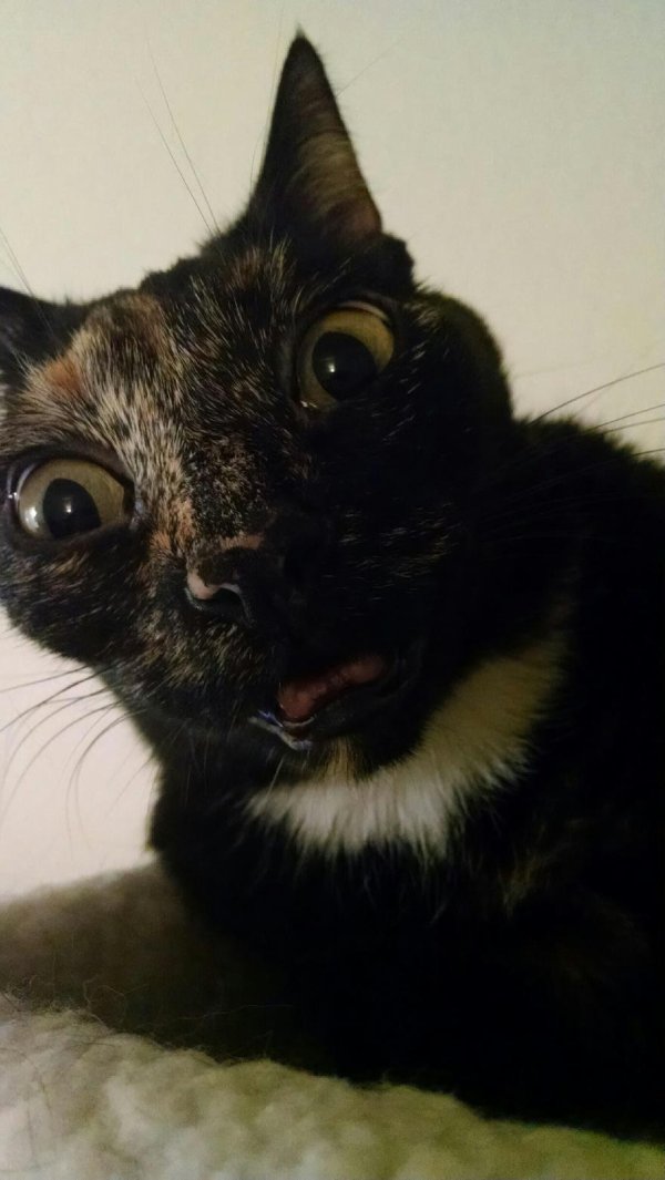 сумасшедшие коты