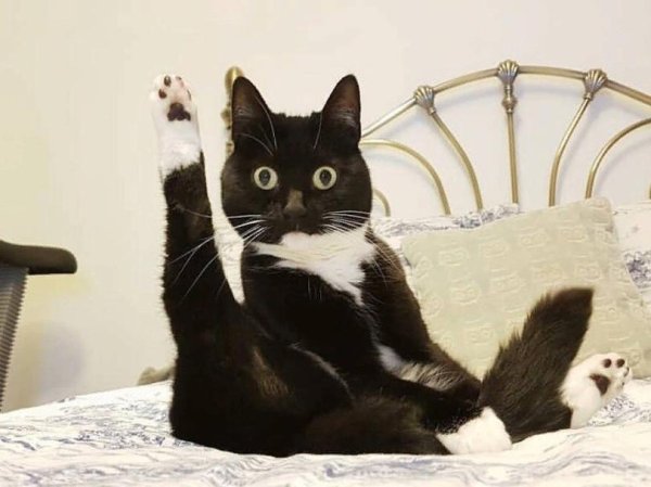 хоба дабл хоба