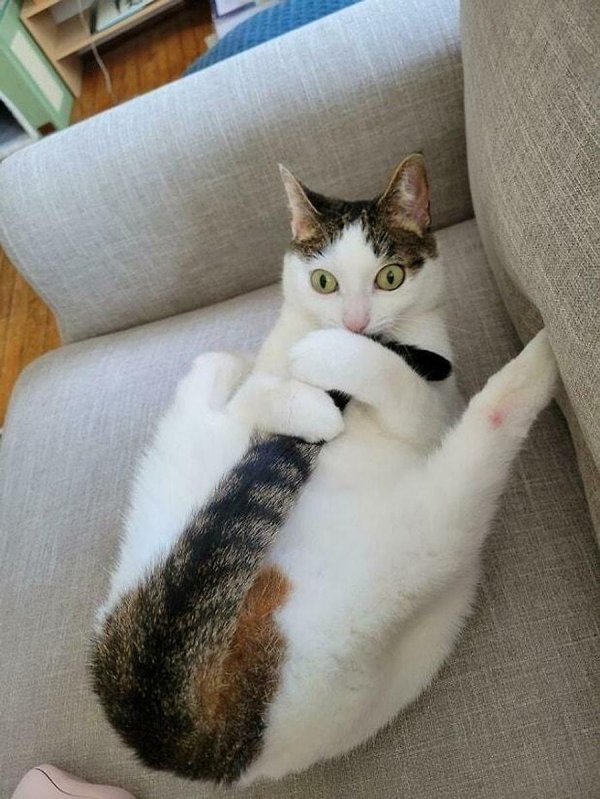 кошка смешная