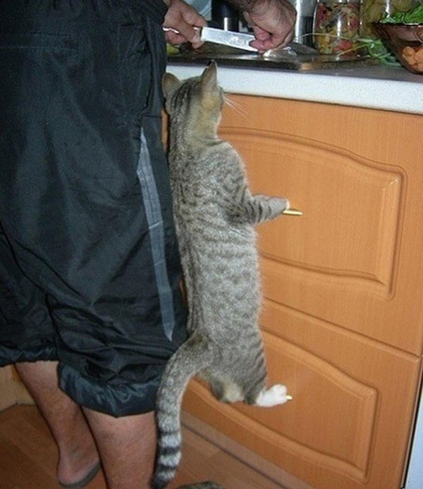 животные с юмором