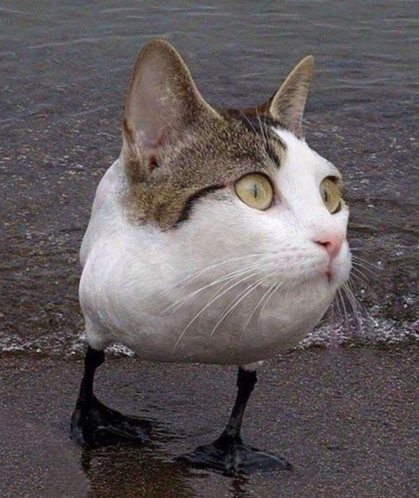 cмешные животные