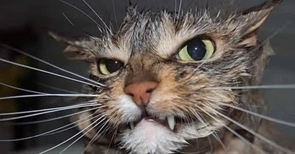 мокрая кошка