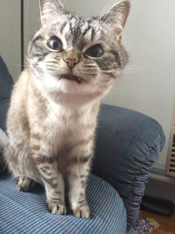 недовольная кошка