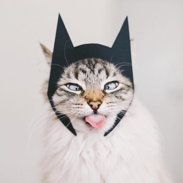 сумасшедшие коты