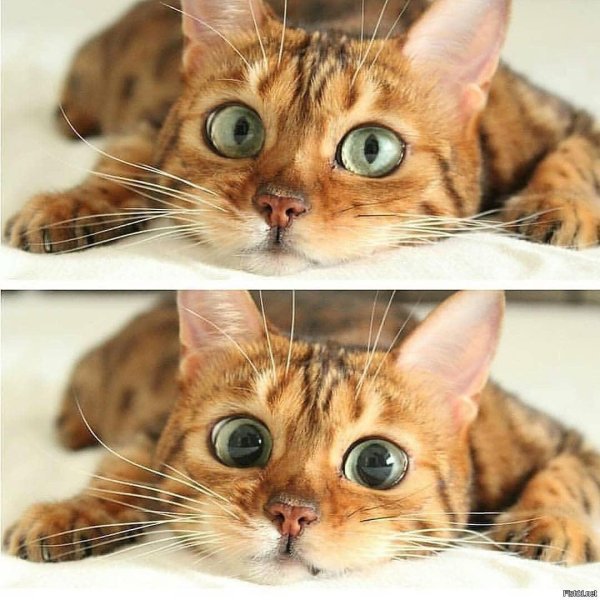 котенок смешной