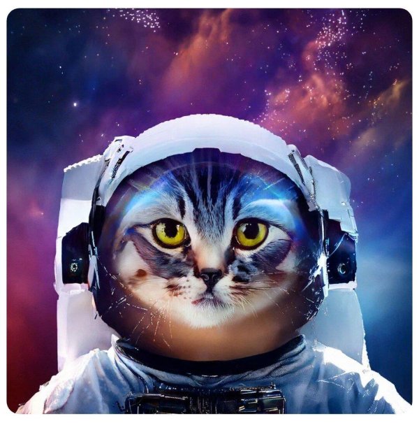 космический кот