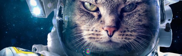 космический кот