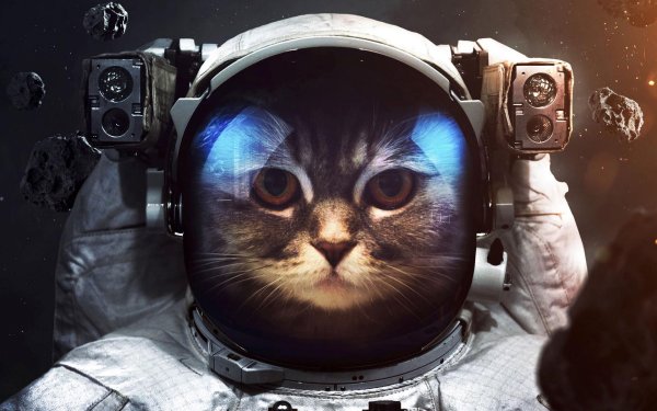 astronaut cat