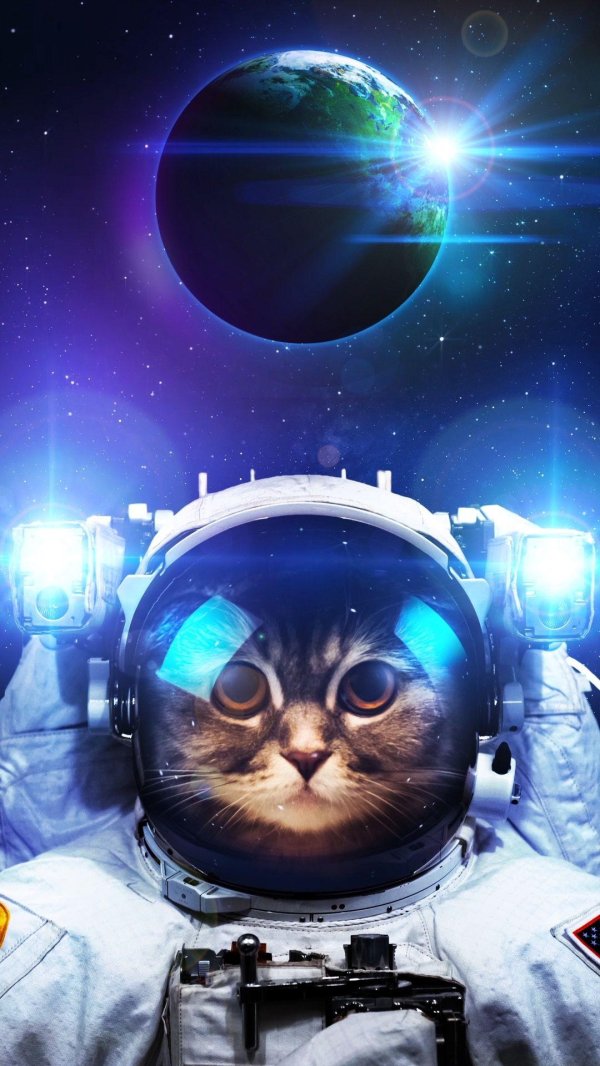 astronaut cat