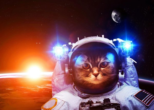 astronaut cat