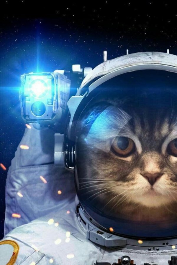 космос кот
