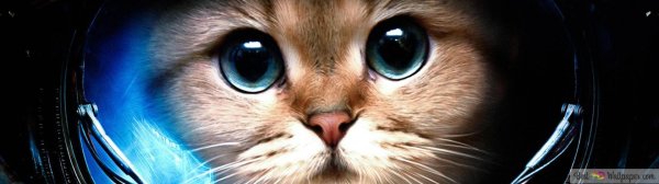 Кот космонавт