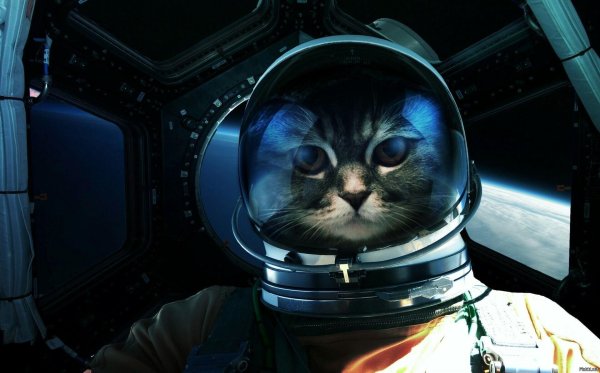 cat astronaut