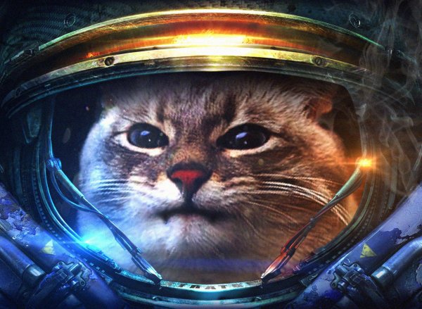 старкрафт 2 кот морпех