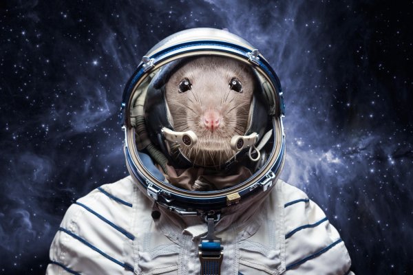 животные космонавты