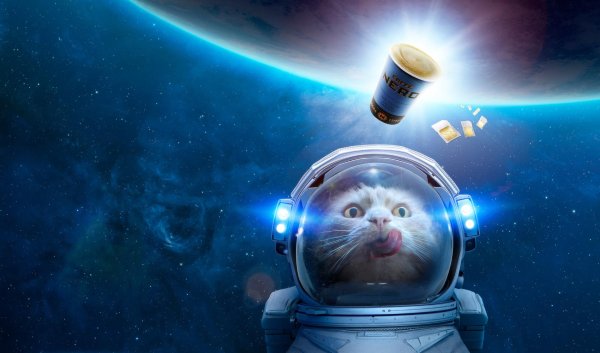 котик в космосе