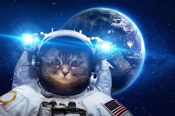 astronaut cat