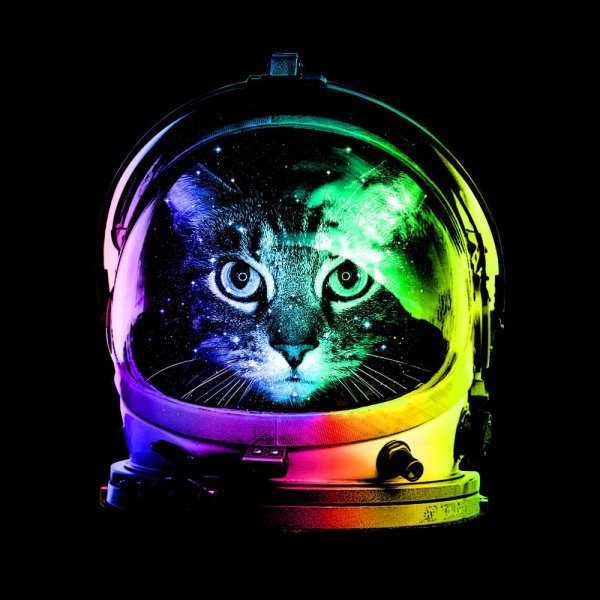 astronaut cat