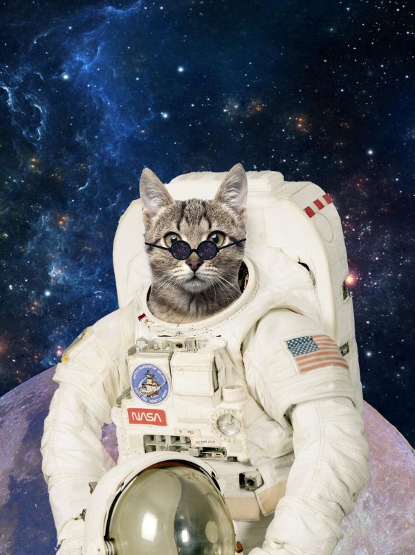 коты космонавты
