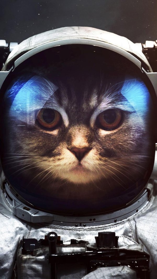 astronaut cat