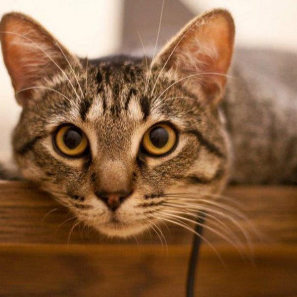 европейская короткошерстная табби