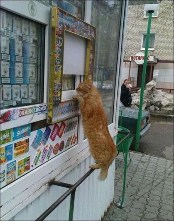 рыжего кота