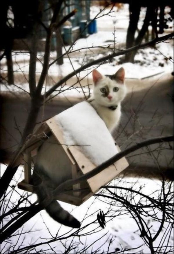 коты прилетели