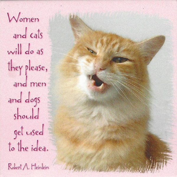 рыжего кота