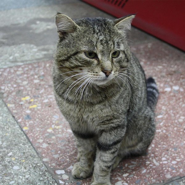 кошка европейская короткошерстная