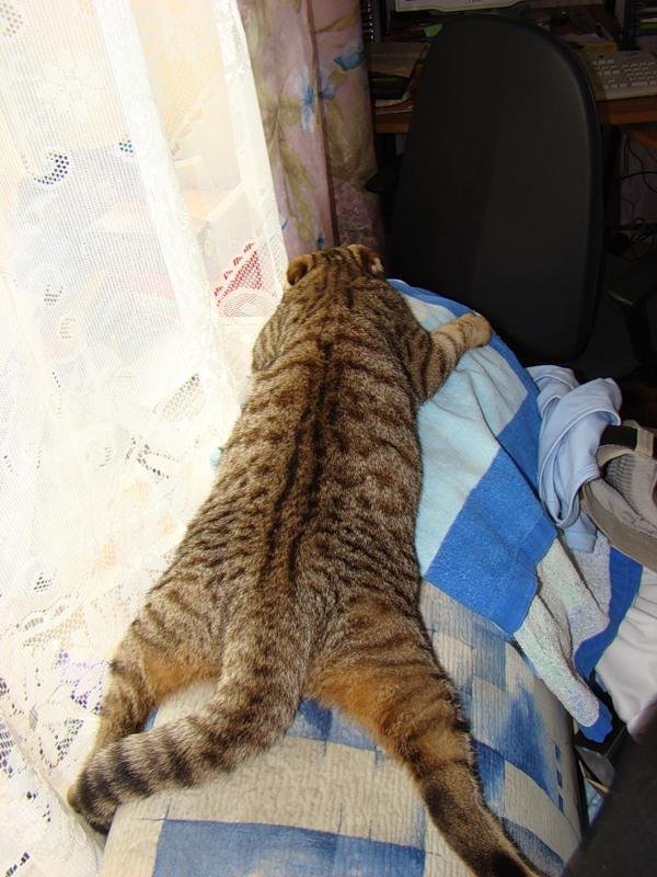 полосатый кот беспородный