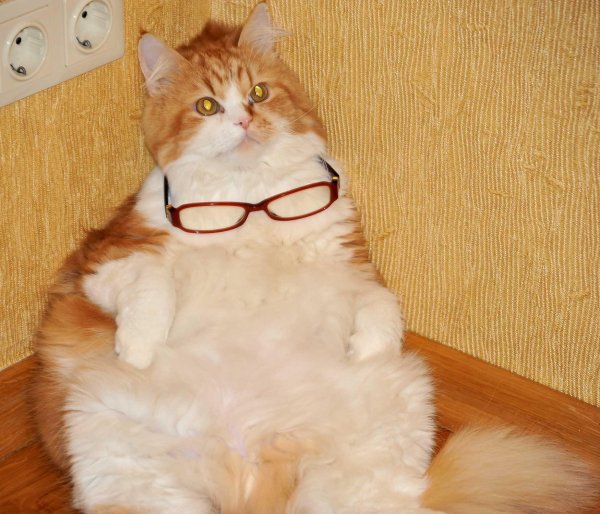 экзот кошка